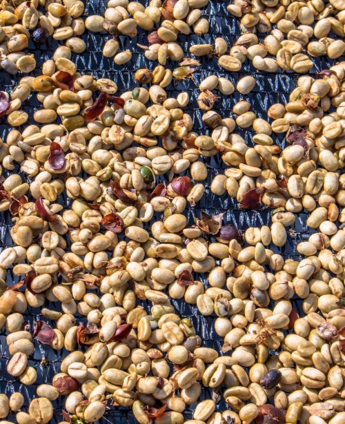 Arabica Green Beans