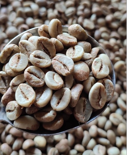 Robusta Coffee Green Beans