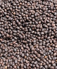 Arabica Green Beans
