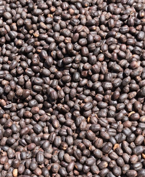 Arabica Green Beans