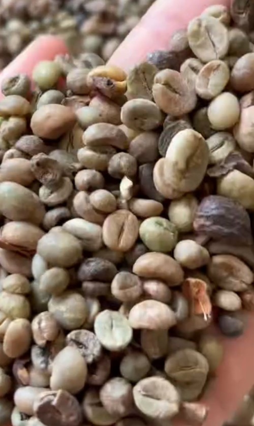 Robusta Coffee Green Beans