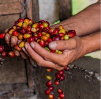 Arabica Green Beans