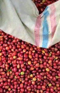 Robusta Coffee Green Beans