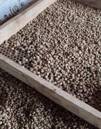 Robusta Coffee Green Beans