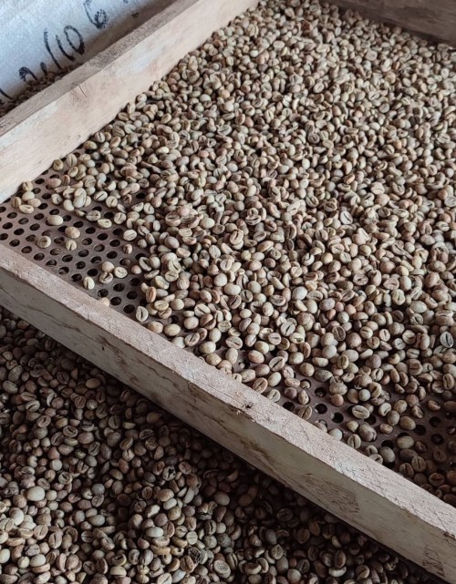 Robusta Coffee Green Beans